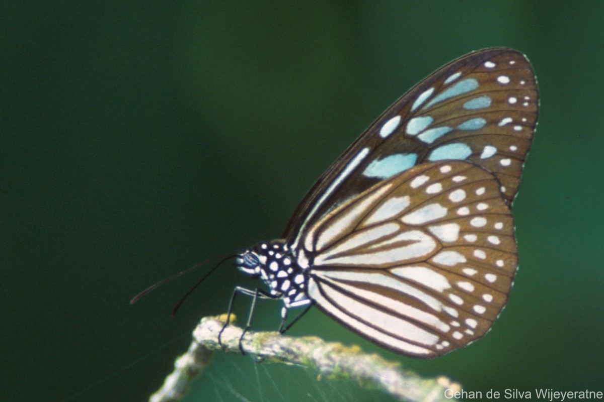 Ideopsis similis Linnaeus, 1764